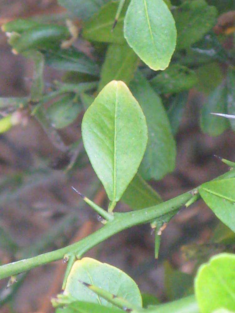              Unifoliolate leaf (Riverside, CA)       